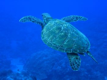 My first dive with a camera ever! IXUS400 in Canon housin... by Stephen Conrad 